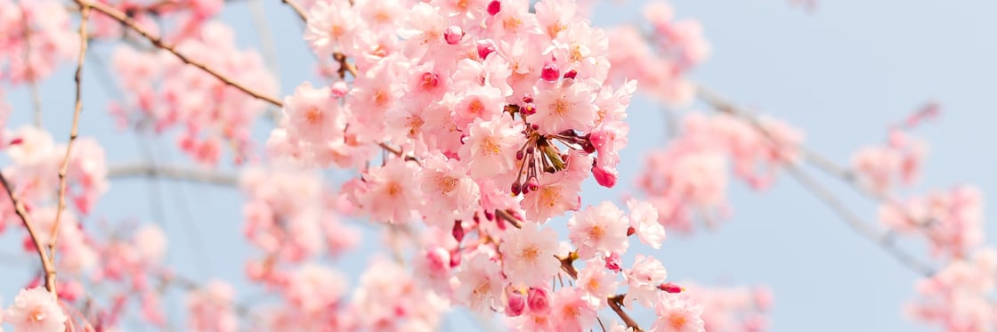 Pink cherry blossoms against a light blue sky